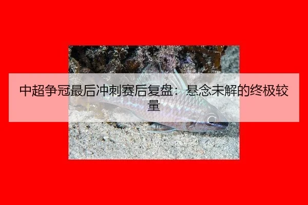 中超争冠最后冲刺赛后复盘：悬念未解的终极较量